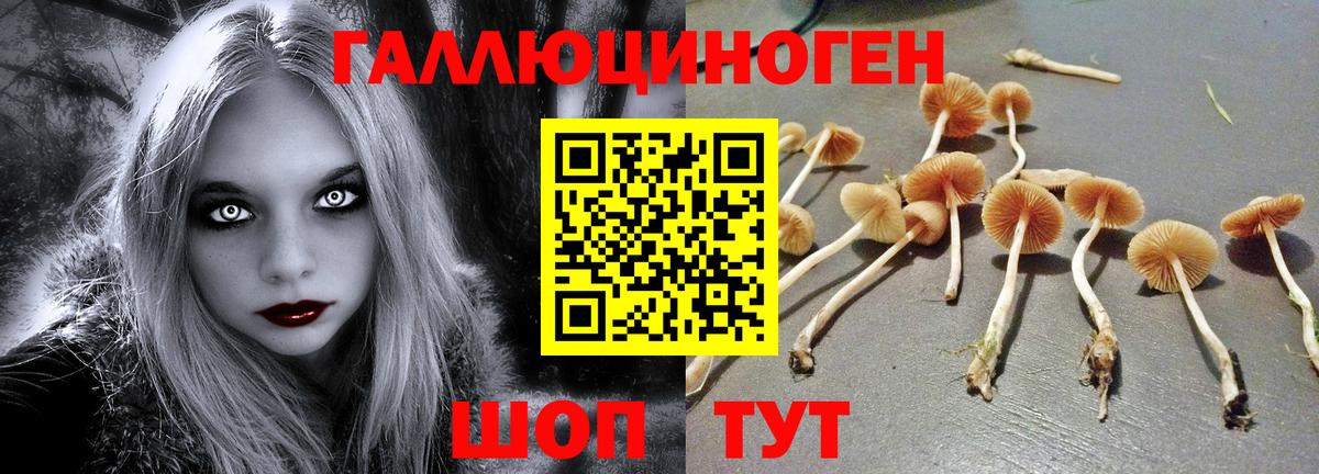 Галлюциногенные грибы Psilocybe Томск